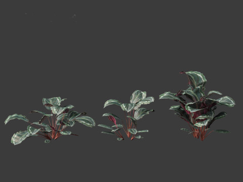 Calathea veitchiana - Calathea Medallion 01 Modèle 3D