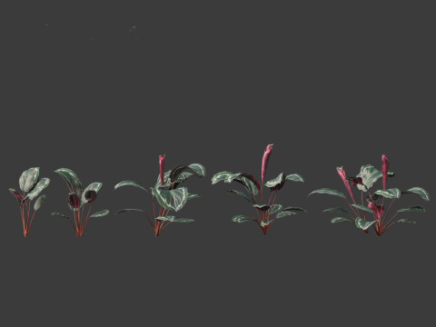 Calathea veitchiana - Calathea Medallion 01 Modèle 3D