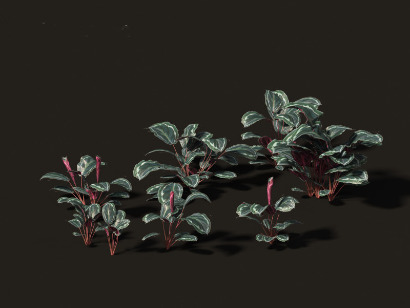 Calathea veitchiana - Calathea Medallion 01 Modèle 3D .c4d .max .obj .3ds .fbx .stl .blend 