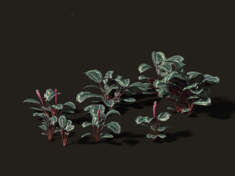 Calathea veitchiana - Calathea Medallion 01 3D Model