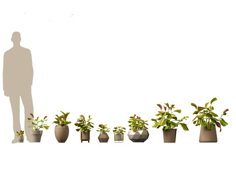 Calathea erythroneura - Maranta leuconeura 3D Model