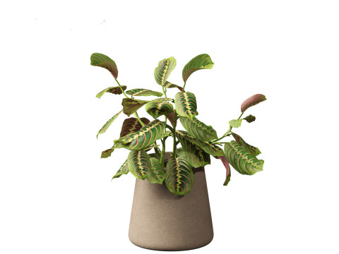 Calathea erythroneura - Maranta leuconeura Model 3D