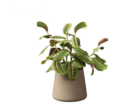 Calathea erythroneura - Maranta leuconeura 3D Model