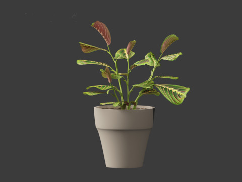 Calathea erythroneura - Maranta leuconeura Model 3D