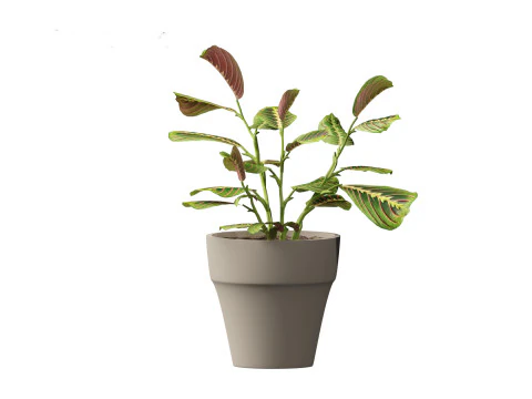 Calathea erythroneura - Maranta leuconeura 3D Model