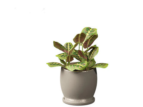 Calathea erythroneura - Maranta leuconeura 3D Model