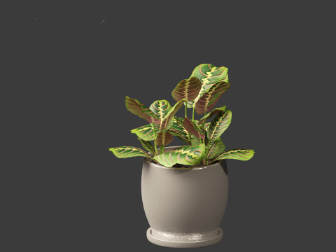 Calathea erythroneura - Maranta leuconeura Model 3D