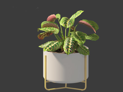 Calathea erythroneura - Maranta leuconeura Model 3D