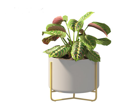 Calathea erythroneura - Maranta leuconeura Model 3D