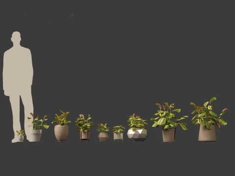 Calathea erythroneura - Maranta leuconeura 3D Model