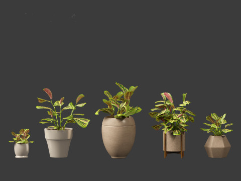 Calathea erythroneura - Maranta leuconeura Model 3D