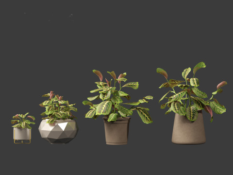 Calathea erythroneura - Maranta leuconeura Model 3D