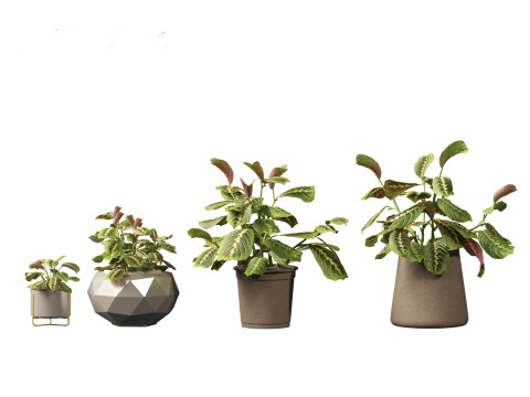 Calathea erythroneura - Maranta leuconeura Model 3D