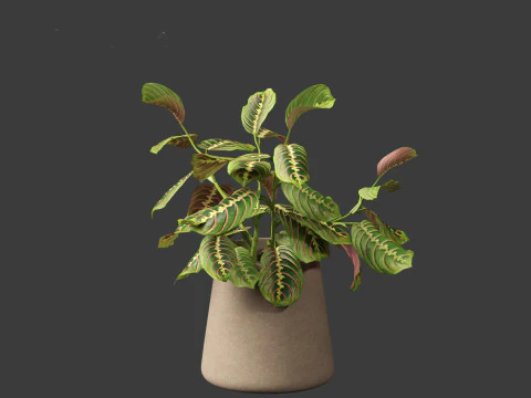 Calathea erythroneura - Maranta leuconeura 3D Model
