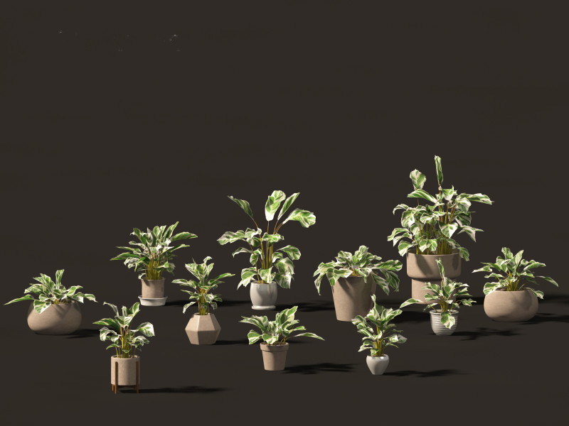 Calathea fusion White - Peacock Plant Modelo 3D .c4d .max .obj .3ds .fbx .stl .blend 