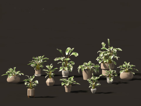 Calathea fusion White - Peacock Plant 3D 모델
