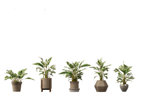 Calathea fusion White - Peacock Plant 3D Model