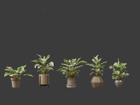 Calathea fusion White - Peacock Plant 3D Model