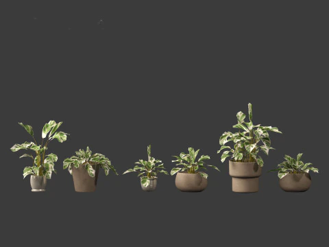 Calathea fusion White - Peacock Plant 3D Model