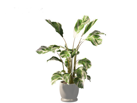 Calathea fusion White - Peacock Plant Modelo 3D
