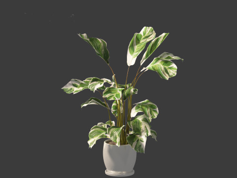 Calathea fusion White - Peacock Plant Modelo 3D
