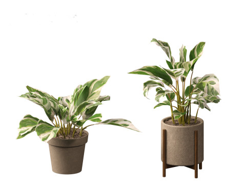 Calathea fusion White - Peacock Plant Modelo 3D