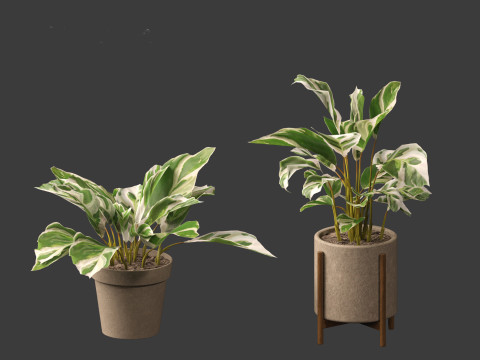 Calathea fusion White - Peacock Plant Modelo 3D