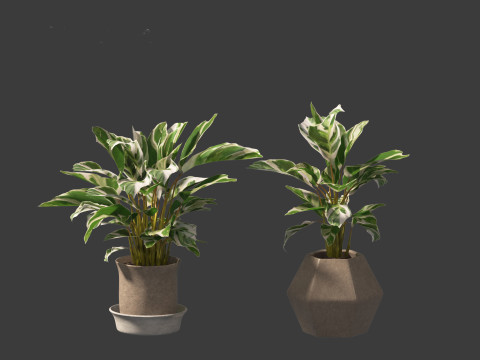 Calathea fusion White - Peacock Plant Modelo 3D