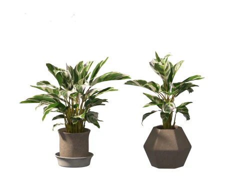 Calathea fusion White - Peacock Plant 3D Model
