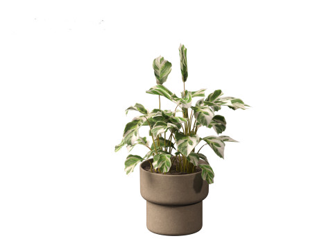 Calathea fusion White - Peacock Plant Modelo 3D