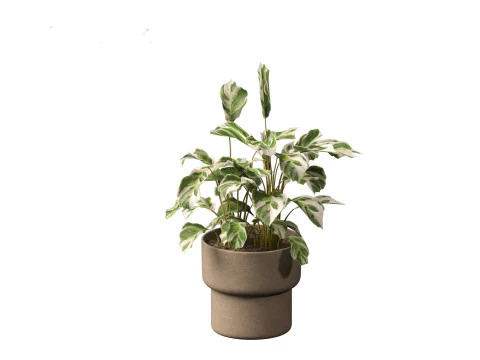Calathea fusion White - Peacock Plant 3D Model