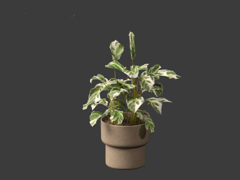 Calathea fusion White - Peacock Plant Modelo 3D
