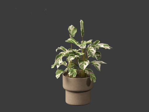 Calathea fusion White - Peacock Plant 3D Model