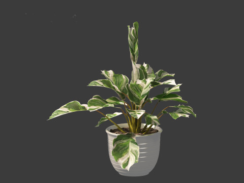 Calathea fusion White - Peacock Plant Modelo 3D