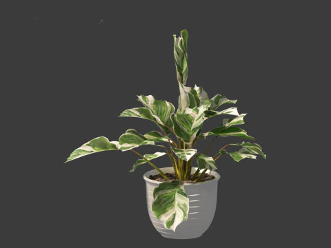 Calathea fusion White - Peacock Plant 3D Model