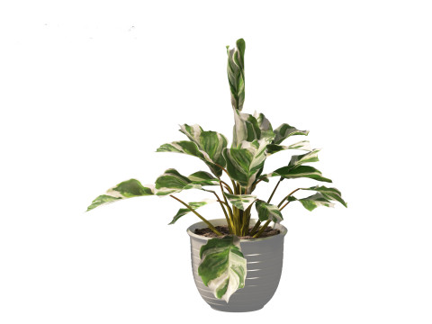 Calathea fusion White - Peacock Plant Modelo 3D