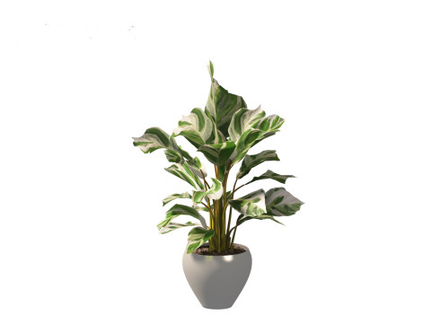 Calathea fusion White - Peacock Plant Modelo 3D