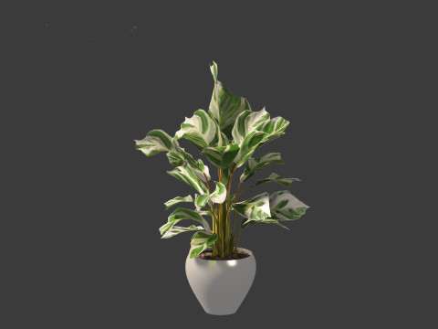 Calathea fusion White - Peacock Plant Modelo 3D