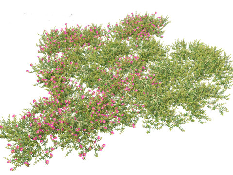 Aussie rambler - carpobrotus glaucescens 3D Model