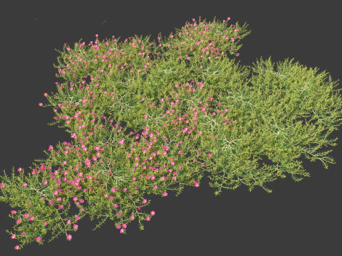 Aussie rambler - carpobrotus glaucescens 3D Model