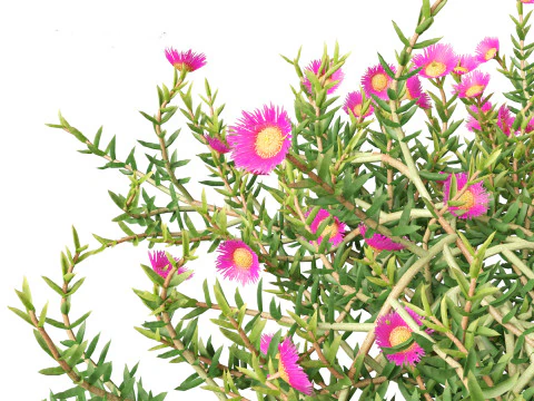 Aussie rambler - carpobrotus glaucescens 3D Model