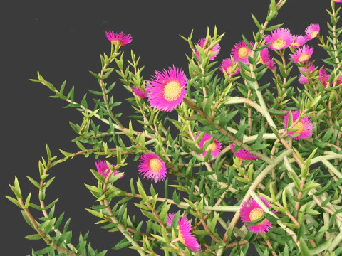 Aussie rambler - carpobrotus glaucescens 3D Model