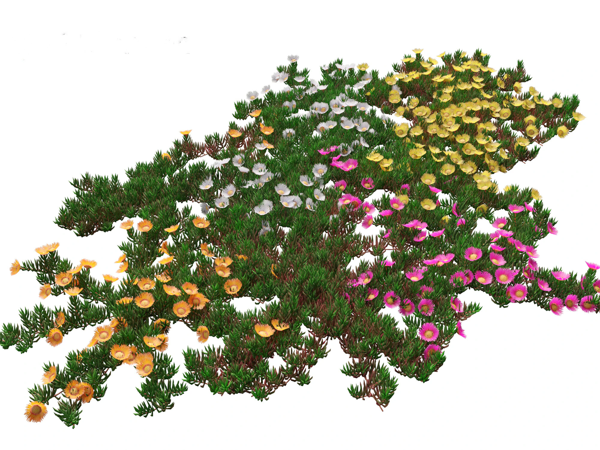Carpobrotus edulis - highway iceplant 3D Model .c4d .max .obj .3ds .fbx .stl .blend 