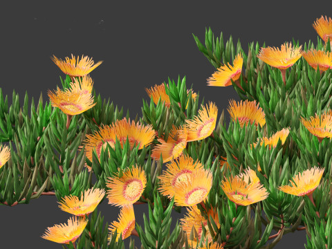 Carpobrotus edulis - highway iceplant 3D Model
