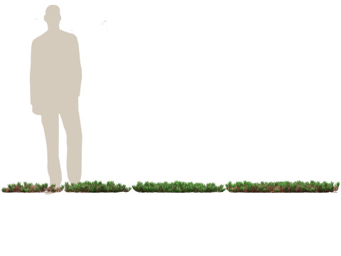 Carpobrotus edulis - highway iceplant 3D Model