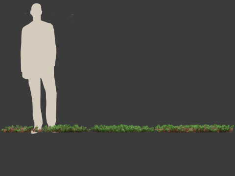 Carpobrotus edulis - highway iceplant 3D Model