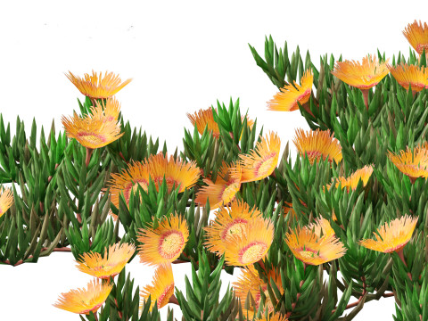 Carpobrotus edulis - highway iceplant 3D Model