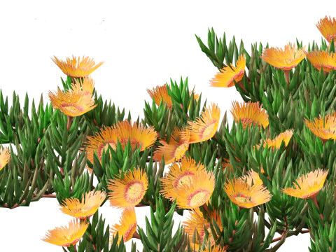 Carpobrotus edulis - highway iceplant 3D Model