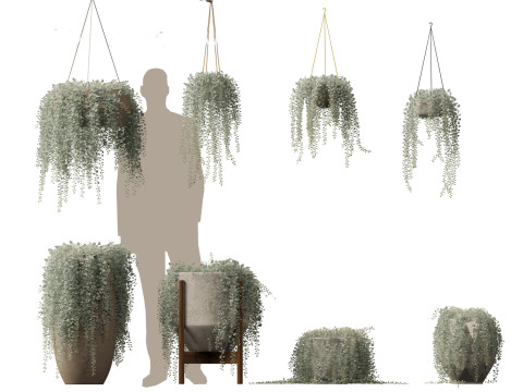 Dichondra argentea - silver ponysfoot 3D Модель