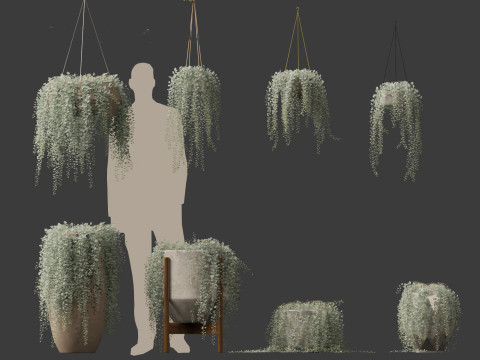 Dichondra argentea - silver ponysfoot 3D Model
